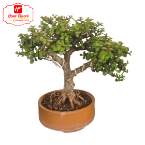 Bonsai Eco Friendly - Bonsai (2)