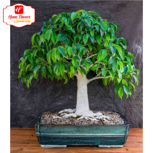 Bonsai Eco Friendly - Bonsai (3)
