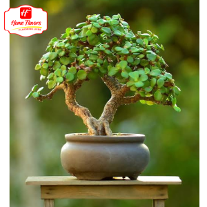 Bonsai Eco Friendly - Bonsai (4)