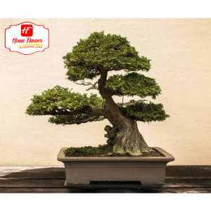 Bonsai Eco Friendly - Bonsai (5)