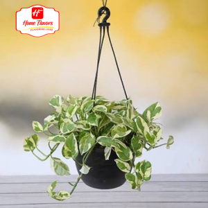 Hanging Plant - Eco Friendly - Hanging Plant (2)