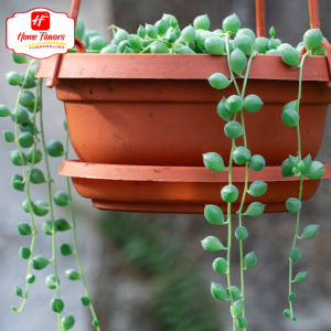 Hanging Plant - Eco Friendly - Hanging Plant (4)