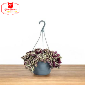 Hanging Plant - Eco Friendly - Hanging Plant (5)