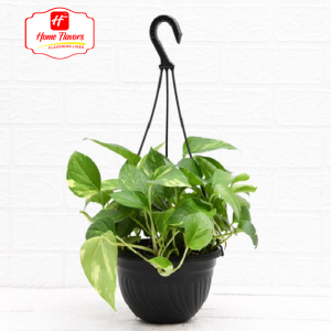 Hanging Plant - Eco Friendly - Hanging Plant