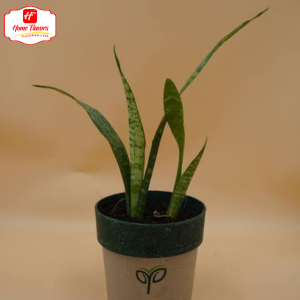 Sapling - Eco Friendly - Sapling (2)
