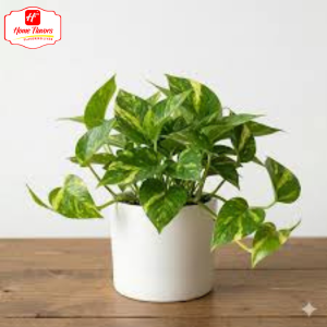 Sapling - Eco Friendly - Sapling (3)