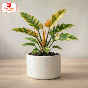 Sapling - Eco Friendly - Sapling (4)