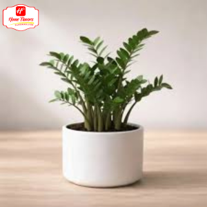 Sapling - Eco Friendly - Sapling (5)