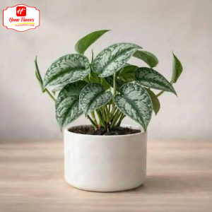 Sapling - Eco Friendly - Sapling