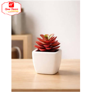 Succulent - Meetup